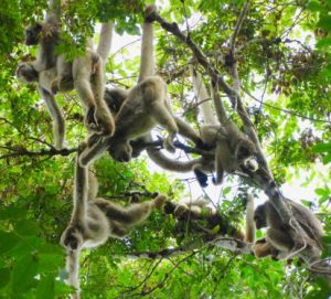 Public lecture: How FSC forest certification helps monkeys and marmosets in the Atlantic Forest of Brazil // Oct. 6th