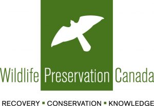Job Opportunity: Bumble Bee Conservation Technician with Wildlife Preservation Canada (Ontario)
