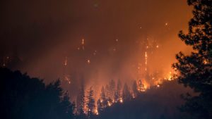 Faculty Seminar Series: Long-term Fire and Biodiversity Dynamics in Subalpine Forests of the Alps